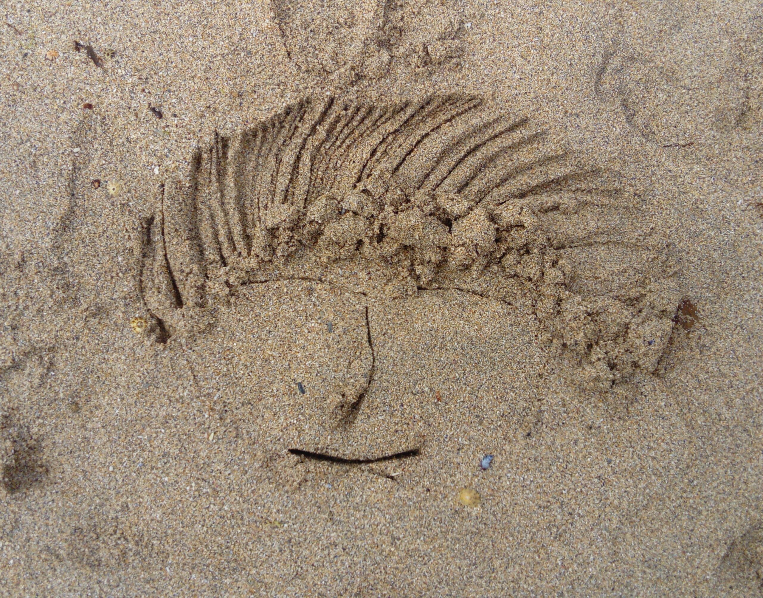 DSC_0050 oursins shiatsu